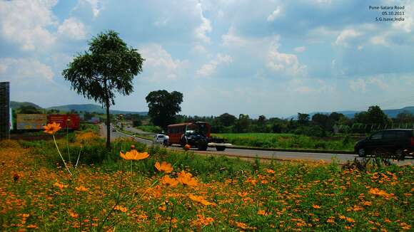 Image of sulphur cosmos