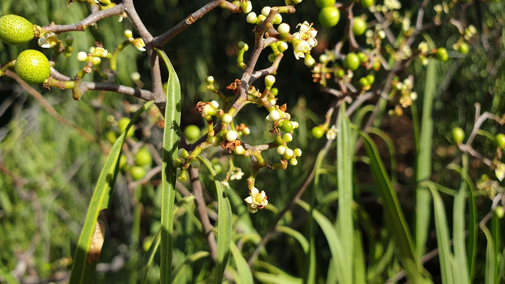 Image of Geijera parviflora Lindl.