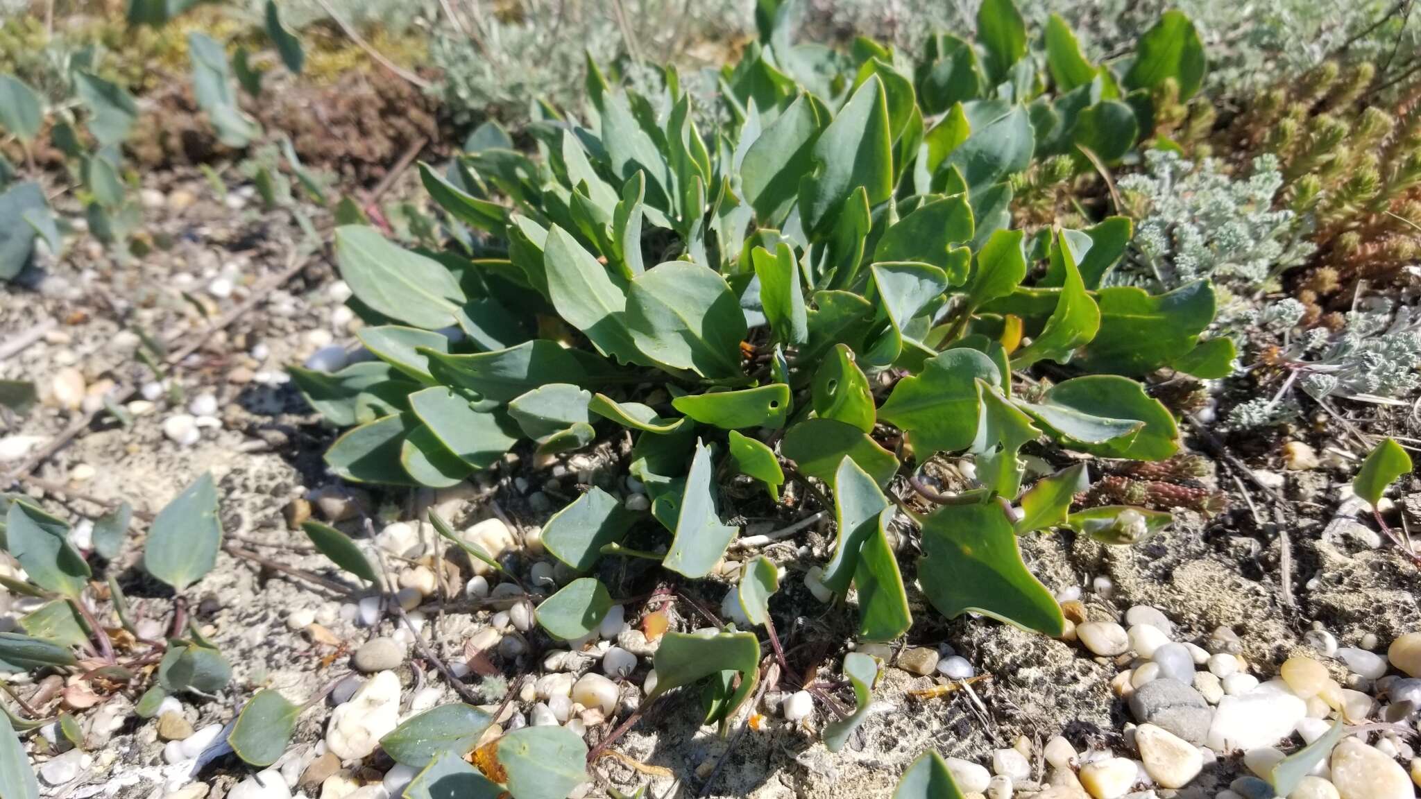 Image of Lepidium cartilagineum (J. Mayer) Thell.