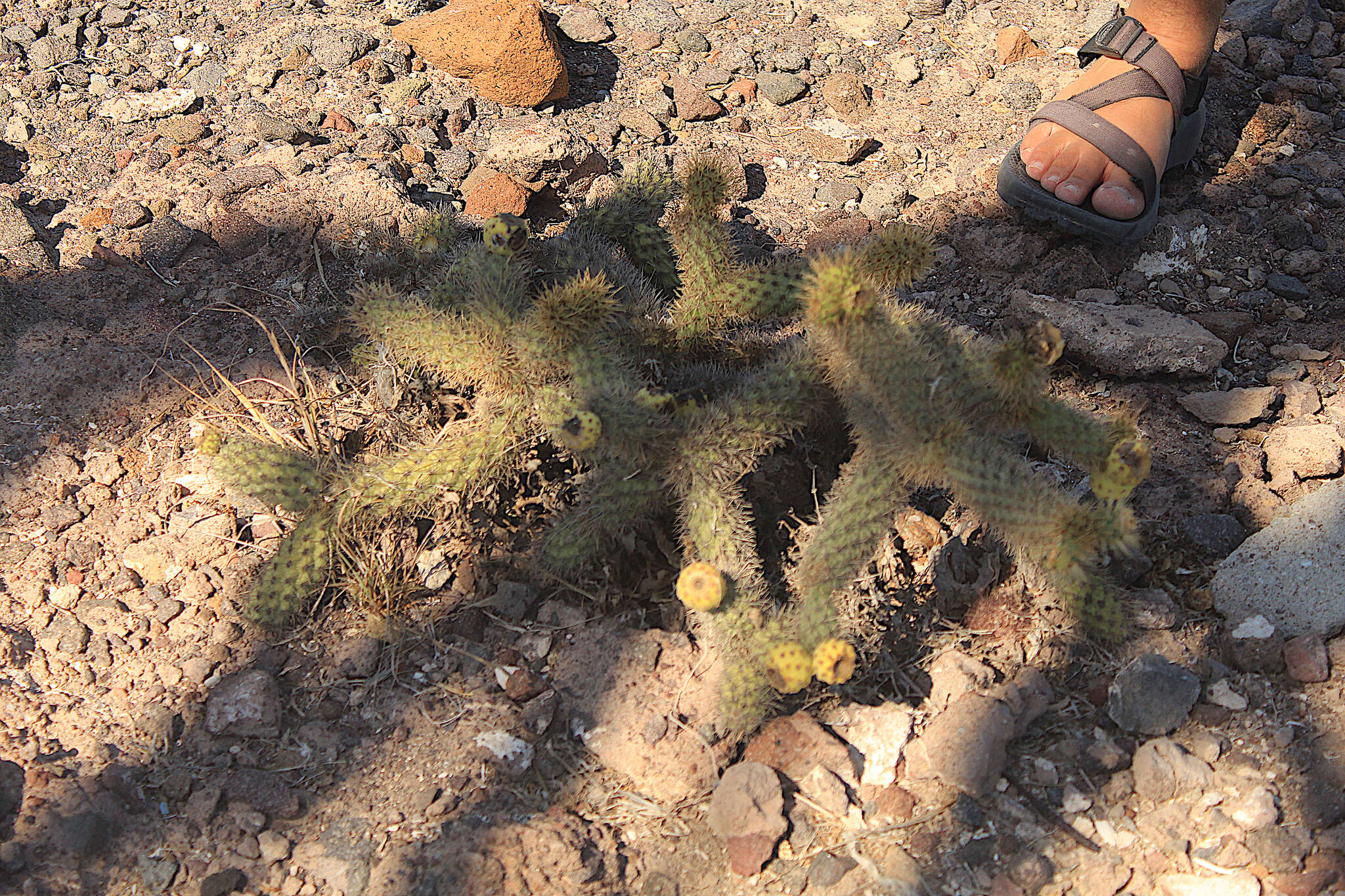 Image of Cylindropuntia alcahes (F. A. C. Weber) F. M. Knuth