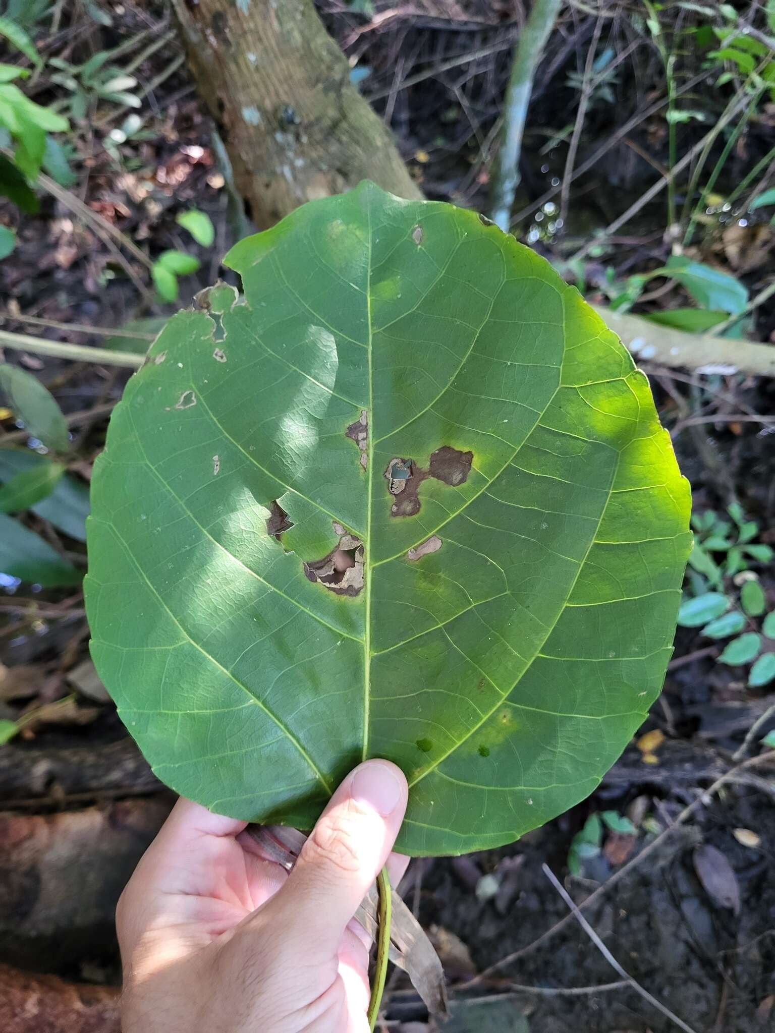 Image de Alchornea latifolia Sw.