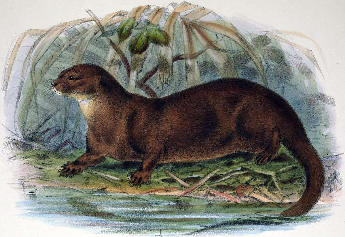 Image of Hairy-nosed Otter