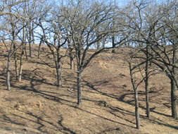 Image of Bur Oak