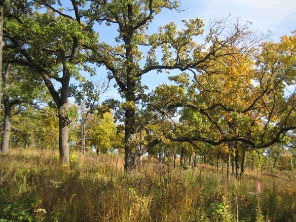 Image of Bur Oak