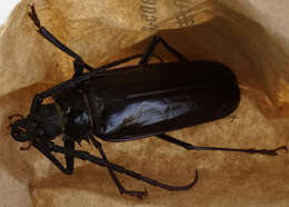 Image of Palo Verde beetle