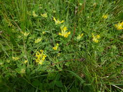 Слика од Cytisus hirsutus L.