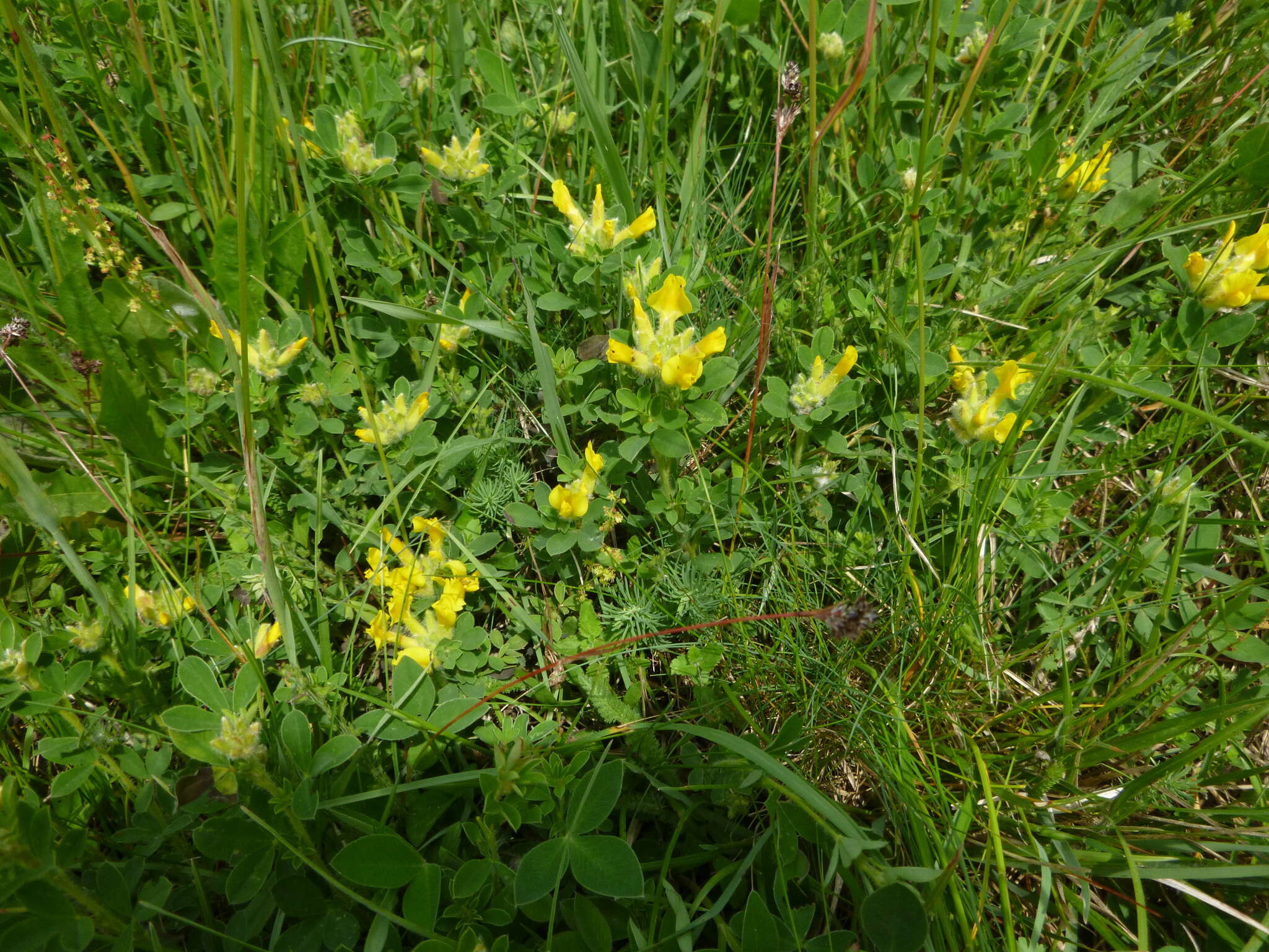 Image of big-flower broom