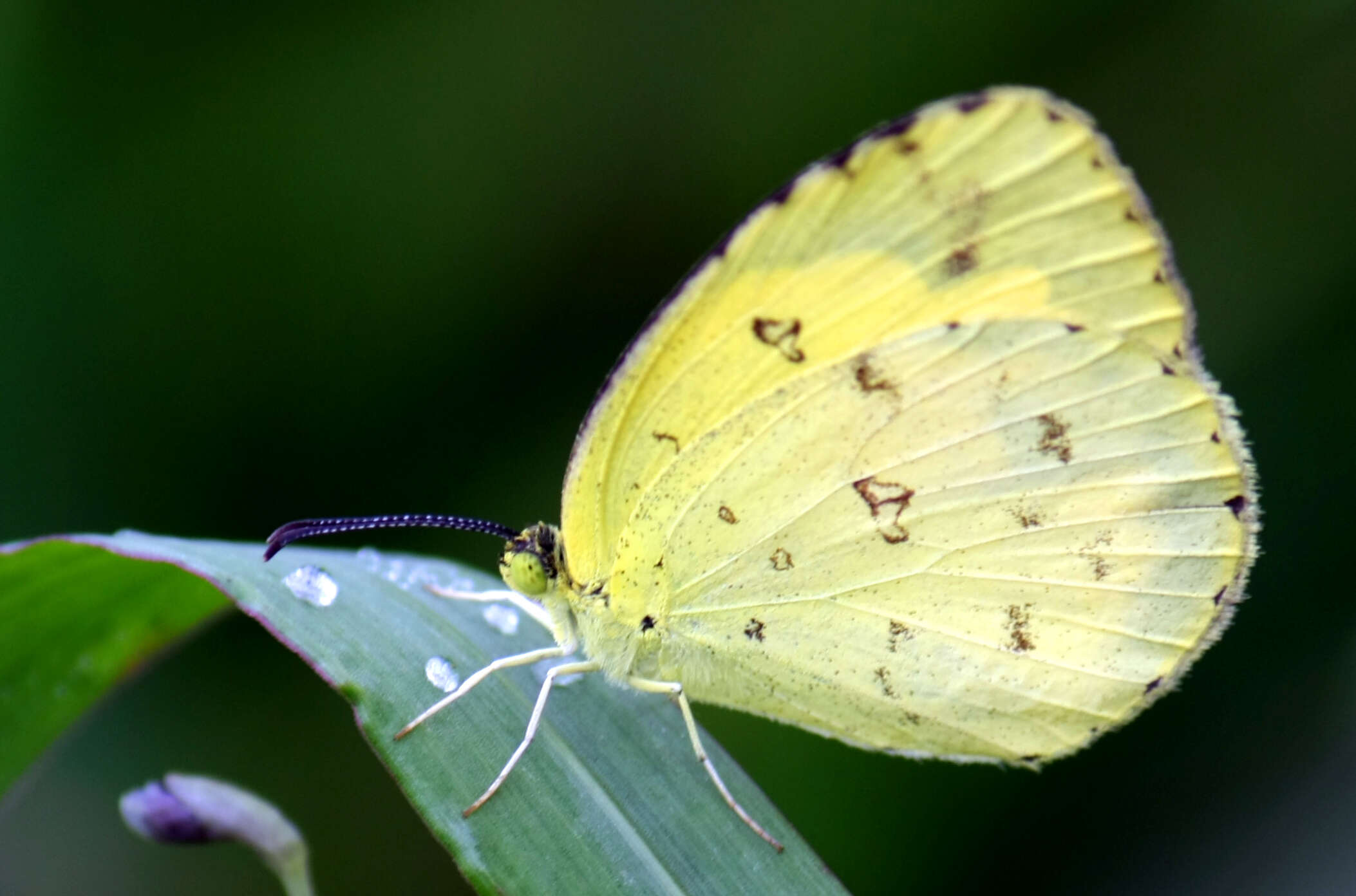 Image de Eurema blanda (Boisduval 1836)