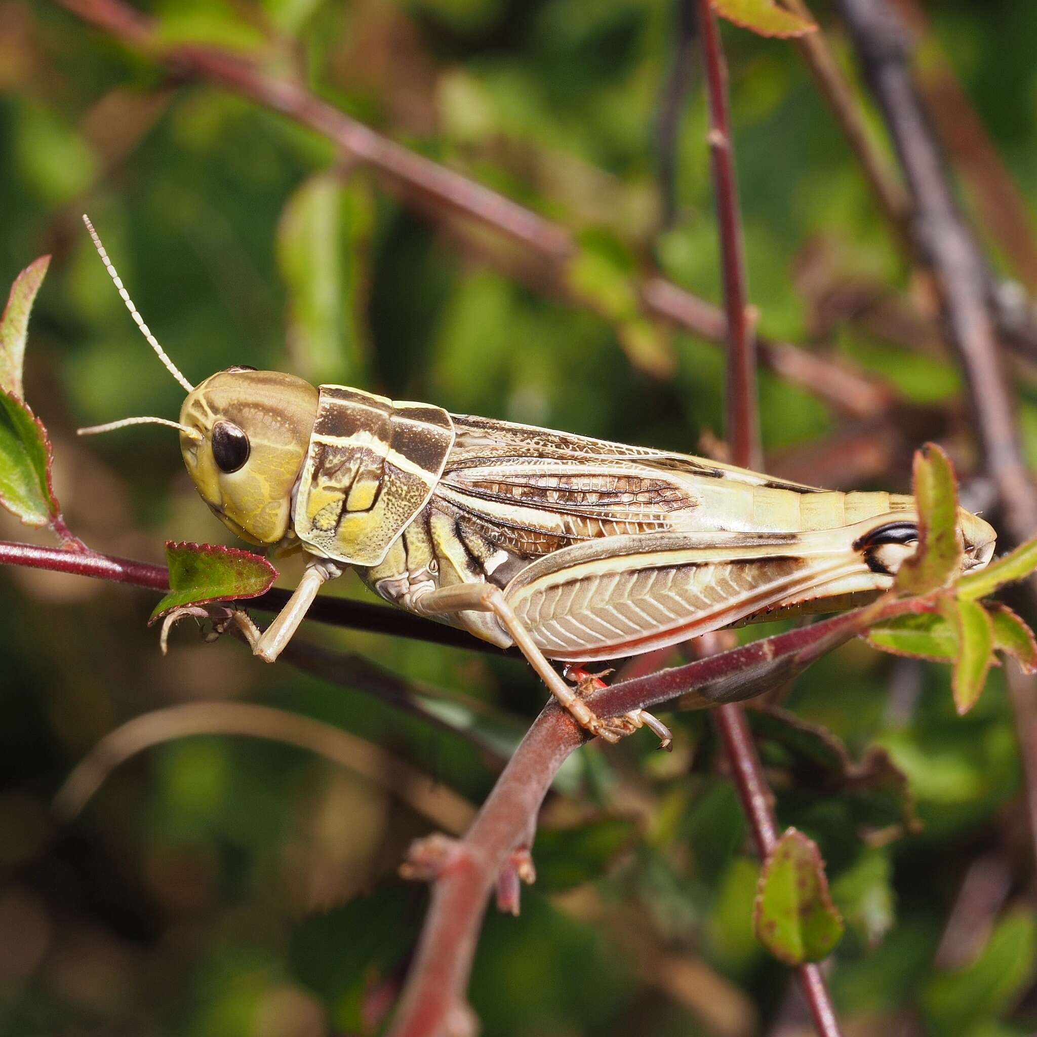 Image of Arcyptera (Pararcyptera) brevipennis (Brunner von Wattenwyl 1861)