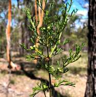 Image of Cyanothamnus occidentalis