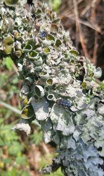 Image of Michaux's parmotrema lichen