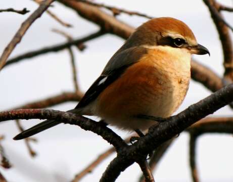 Image of Bull-headed Shrike