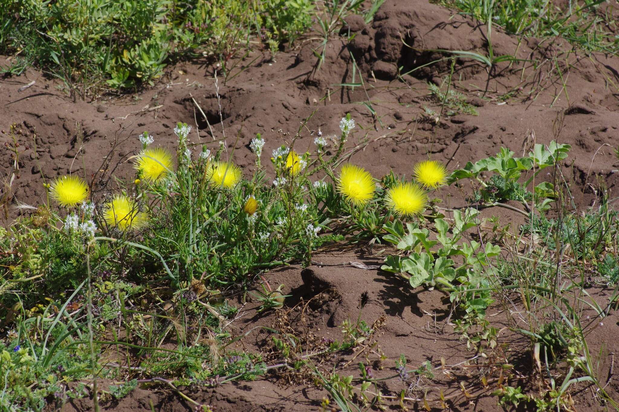 Image of Conicosia pugioniformis subsp. muirii (N. E. Br.) Ihlenfeldt & Gerbaulet