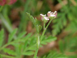 Image of spreading hedgeparsley