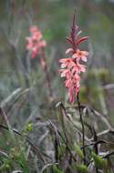 Image of Watsonia wilmaniae J. W. Mathews & L. Bolus