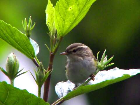 Image of Yellow-browed Warbler