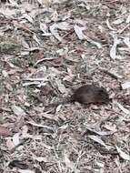 Image of Jaliscan Cotton Rat