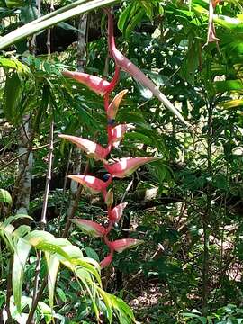 Image of Heliconia chartacea Lane ex Barreiros