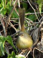 Image de Prinia Horsfield 1821