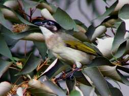 Image of Light-vented Bulbul