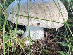 Image of Amanita strobiliformis (Paulet ex Vittad.) Bertill. 1866