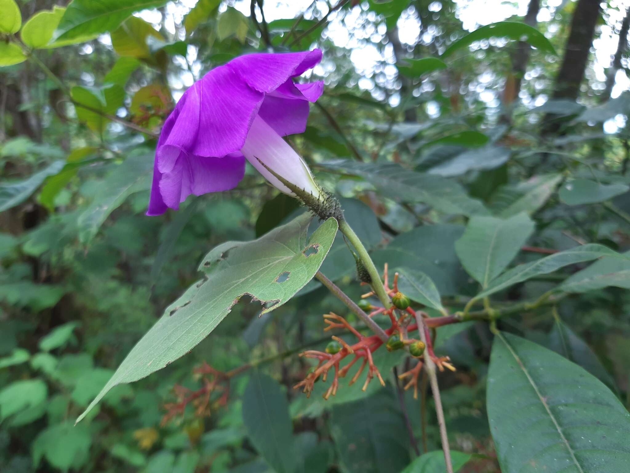 Plancia ëd Ipomoea silvicola House