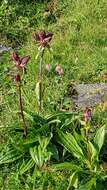 Image of Gentiana purpurea L.