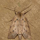 Image of spotted manuka moth