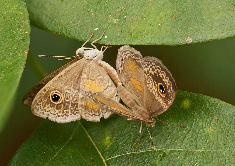 Plancia ëd Perophthalma tullius Fabricius 1787