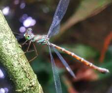 Image of Podolestes orientalis Selys 1862