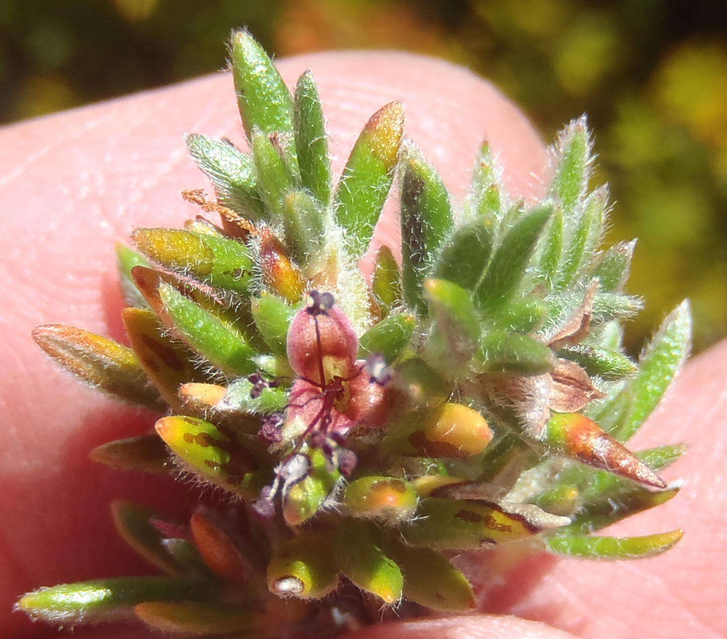 Image of Cliffortia eriocephalina Cham.