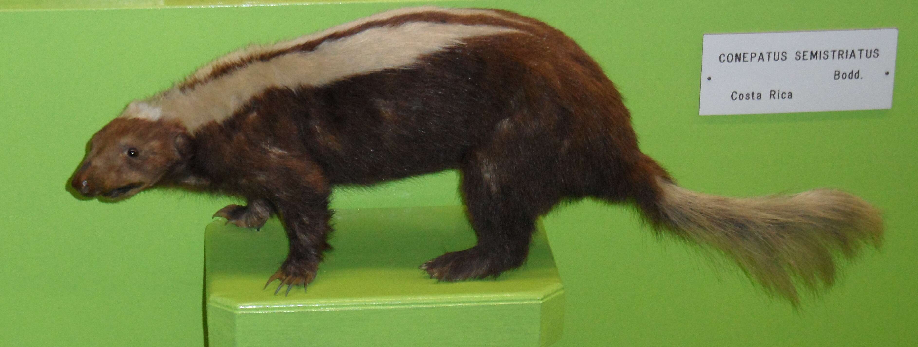 Image of Amazonian Hog-nosed Skunk