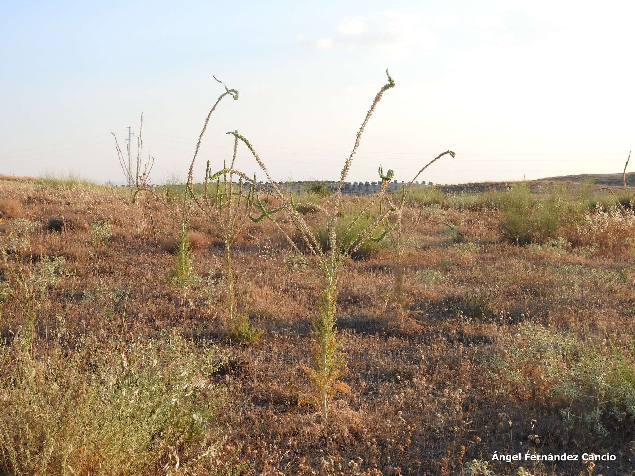 Image of Reseda suffruticosa Loefl.