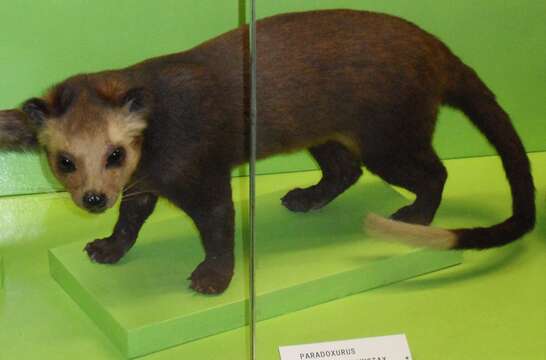 Image of masked palm civet