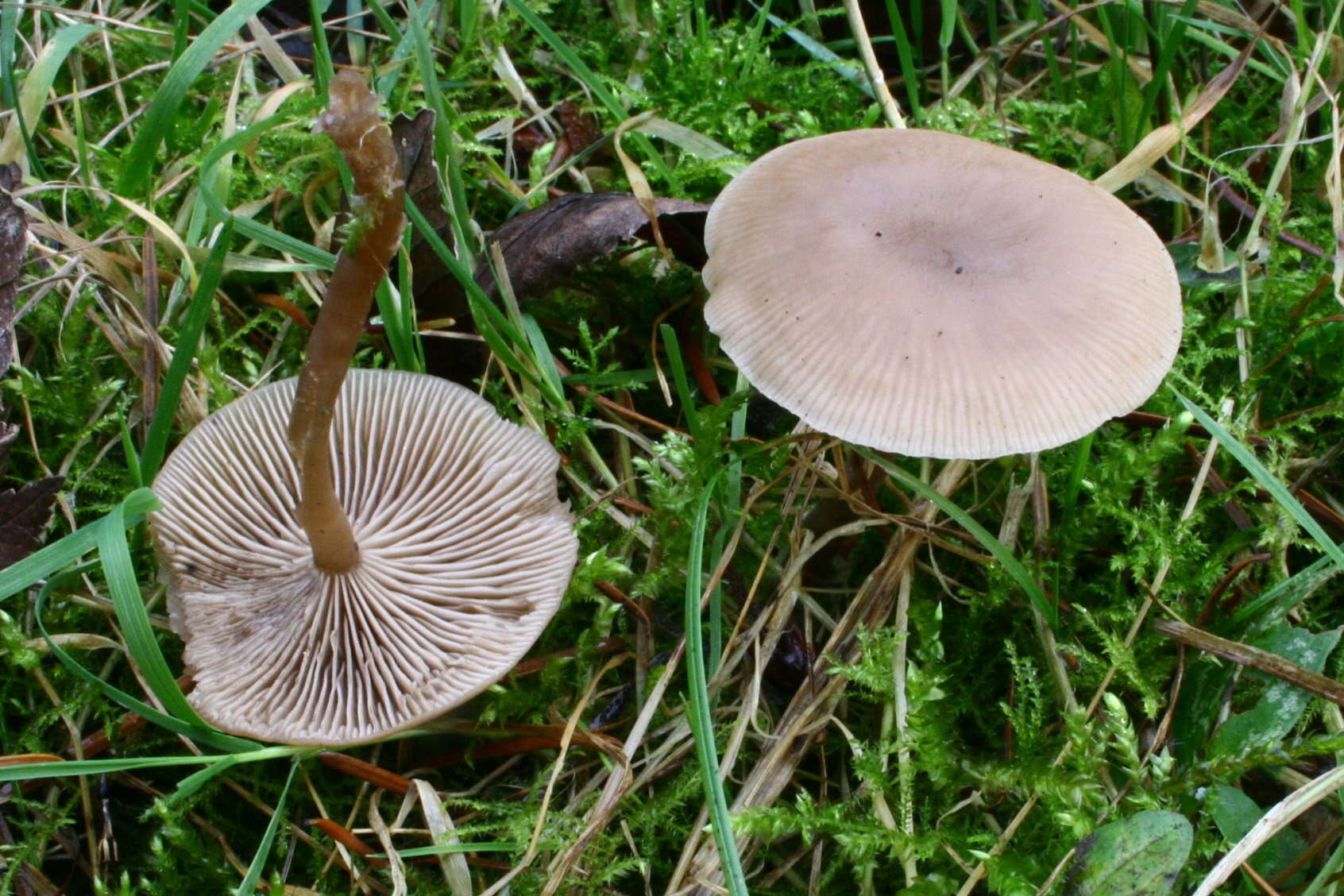 Plancia ëd Clitocybe fragrans (With.) P. Kumm. 1871