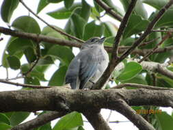 Image of Sayaca Tanager