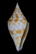 Image of Conus rizali Olivera & Biggs 2010