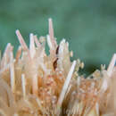 Image of Urchin shrimp