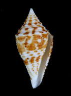 Image de Conus praecellens A. Adams 1854