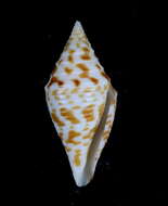 Image de Conus praecellens A. Adams 1854