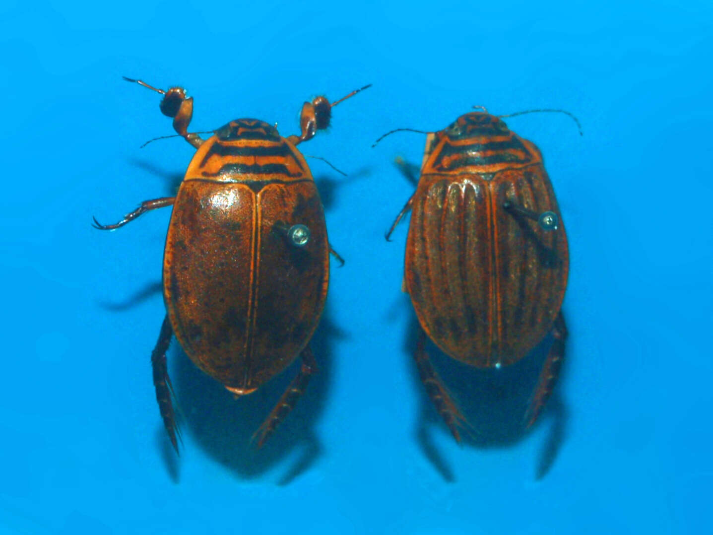 Image of Grooved Diving Beetle