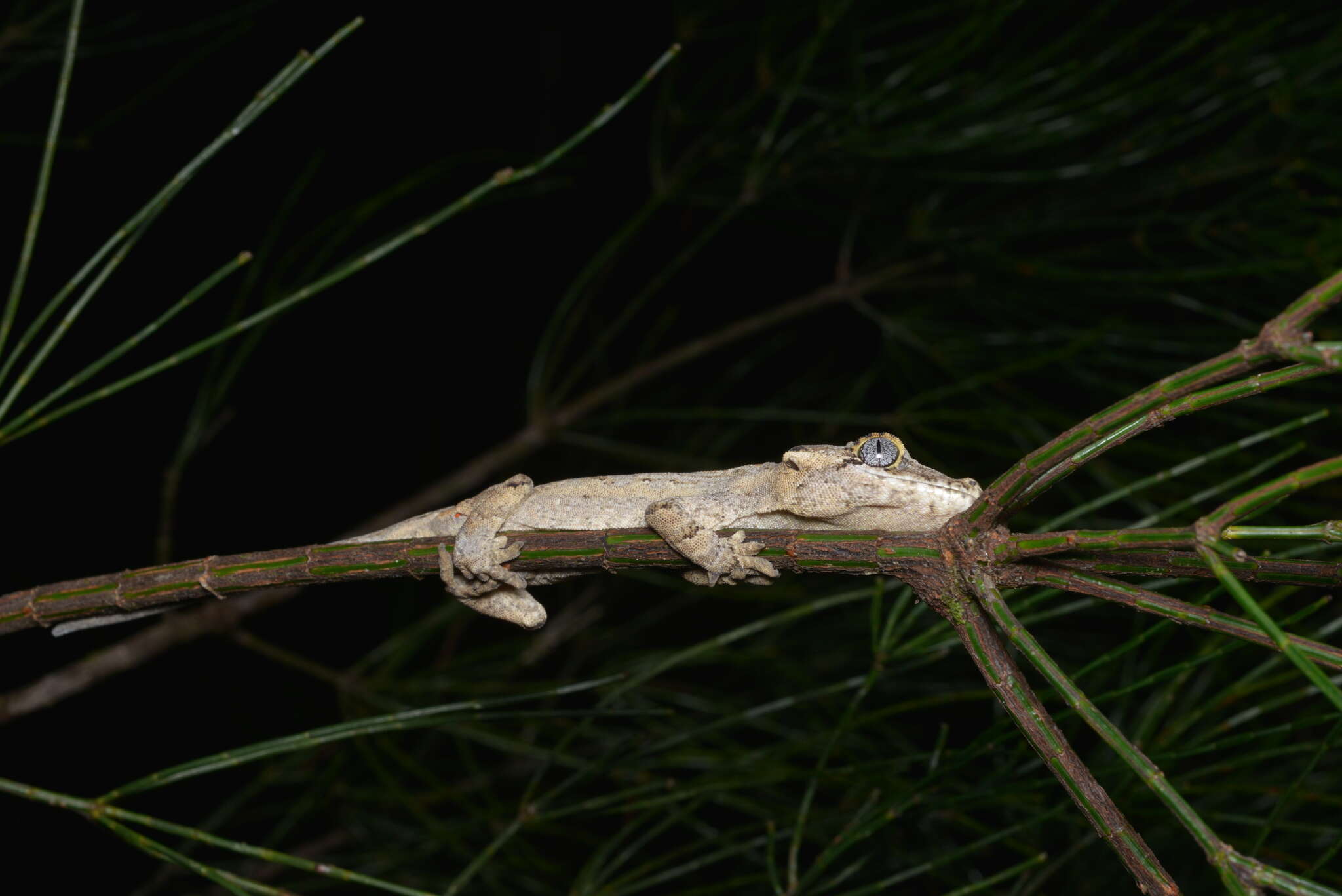 Image de Rhacodactylus