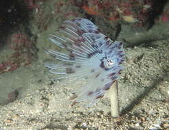 Image of Peacock worm