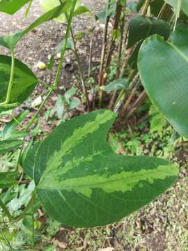 Image of Passiflora apetala Killip