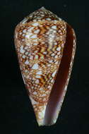 Image of Dall's cone