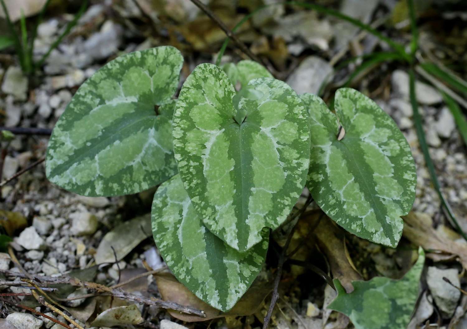 Image of Asarum nipponicum Maekawa