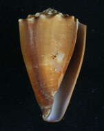 Image of Conus diadema G. B. Sowerby I 1834