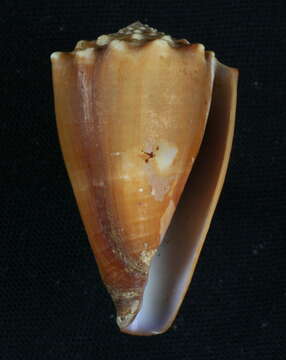 صورة Conus diadema G. B. Sowerby I 1834