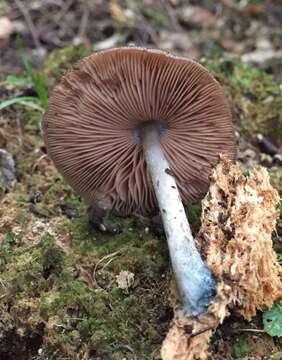 Image of Pluteus velutinornatus G. Stev. 1962