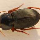 Harpalus (Harpalus) rubripes (Duftschmid 1812) resmi